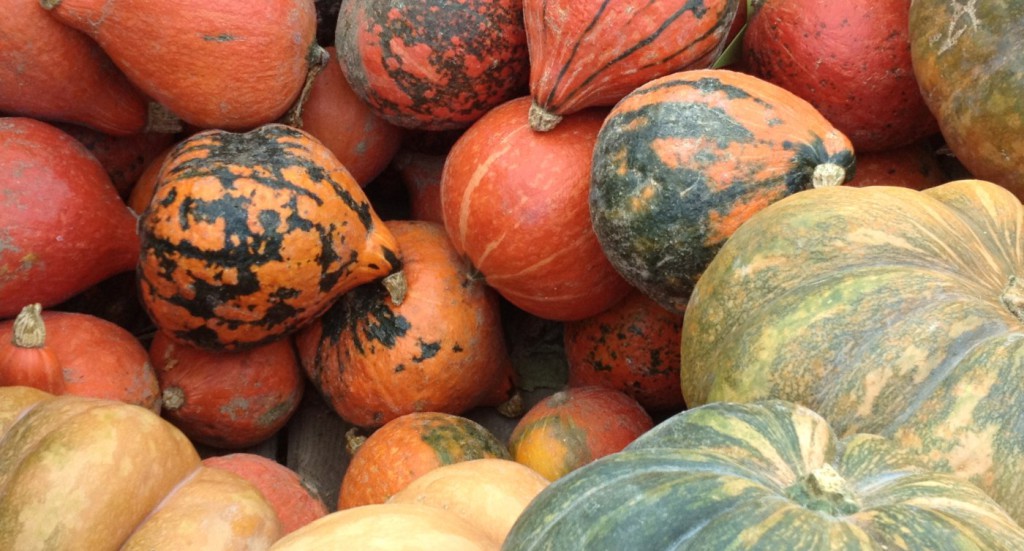 Espèces de courge !