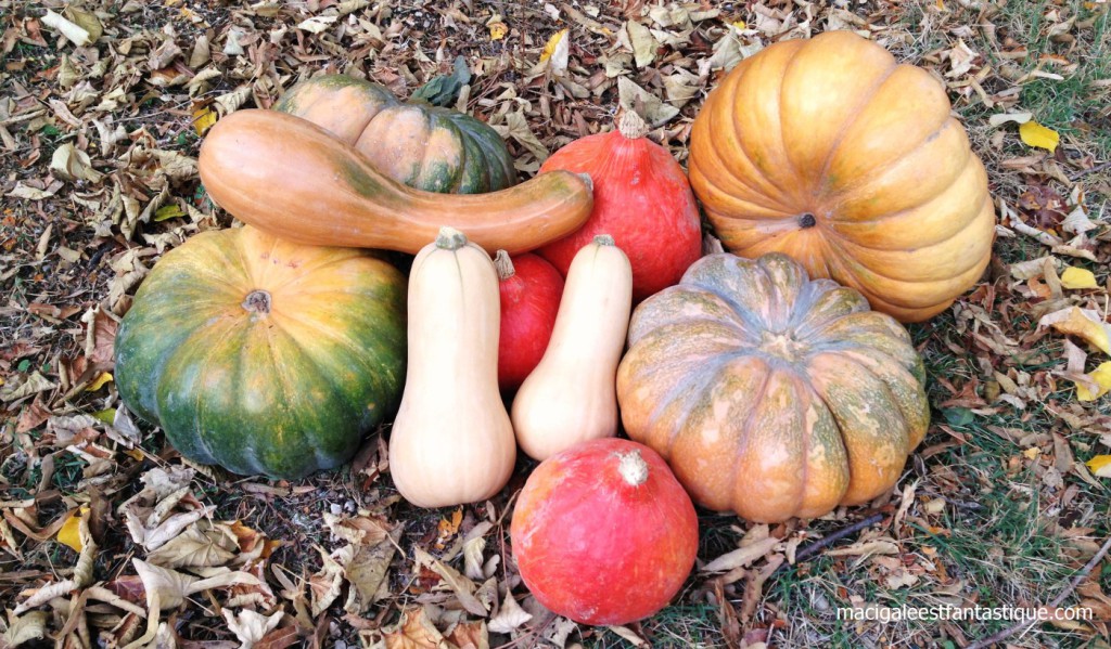 Des petites, des grosses, des longues, des courtes ….