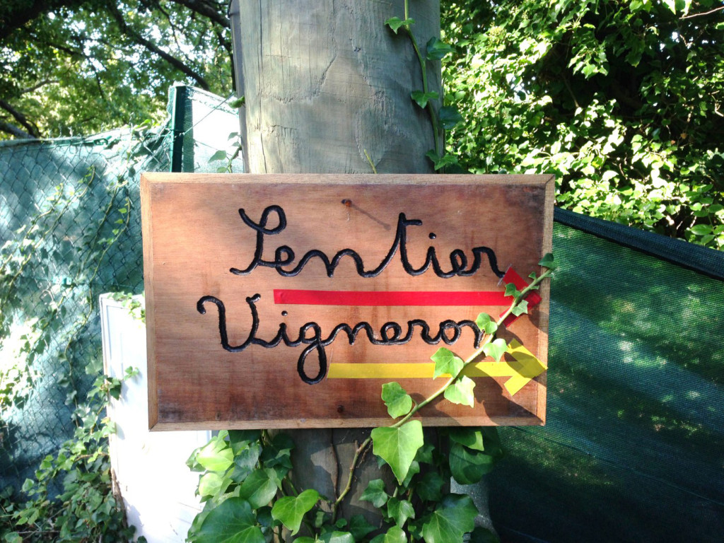 Voyage dans les vignobles de Rognes