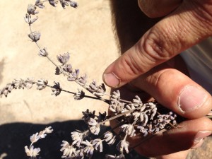 Cristaux de lavande qui produiront l'huile essentielle