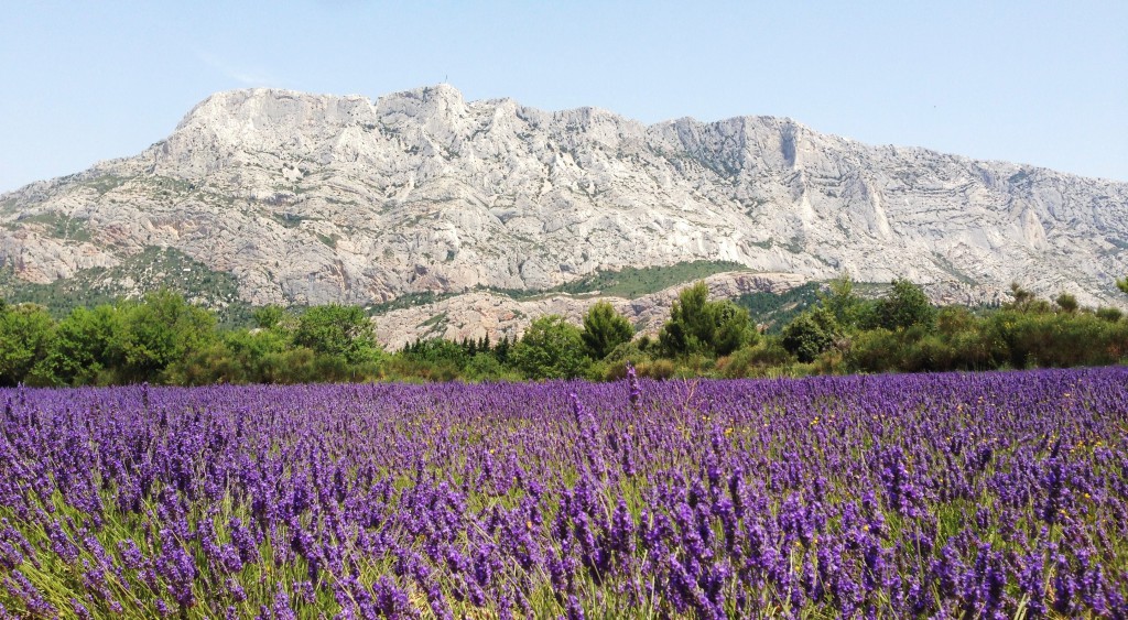 Champ de lavande - Sainte Victoire