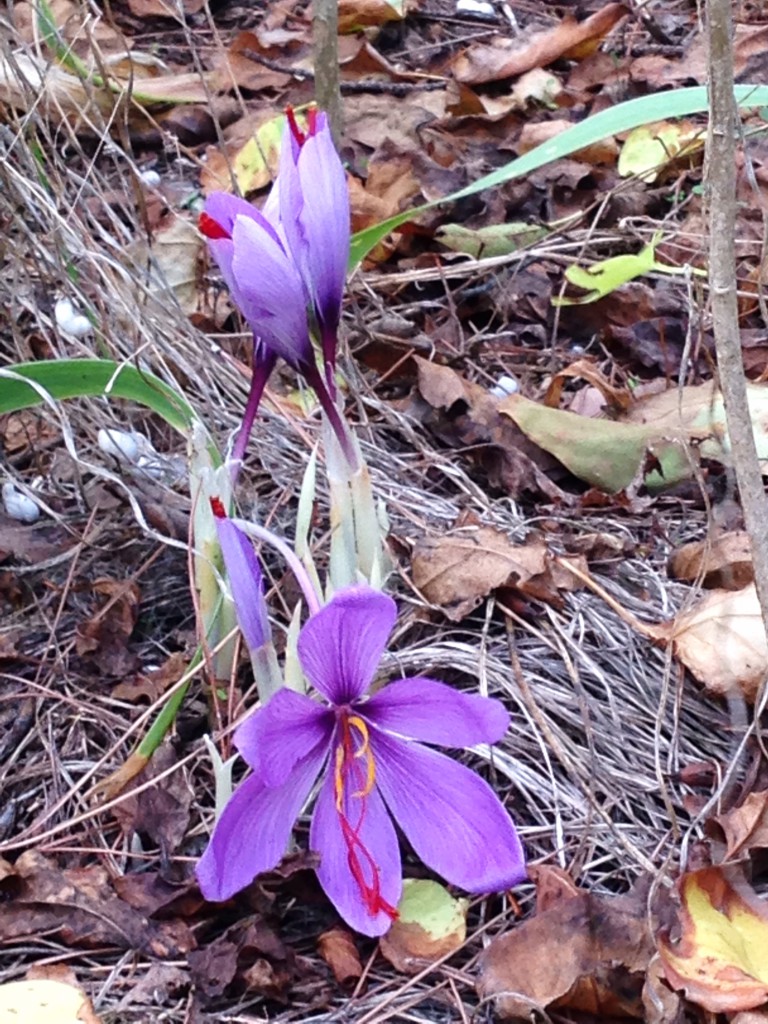 Crocus sativus sauvage 2013