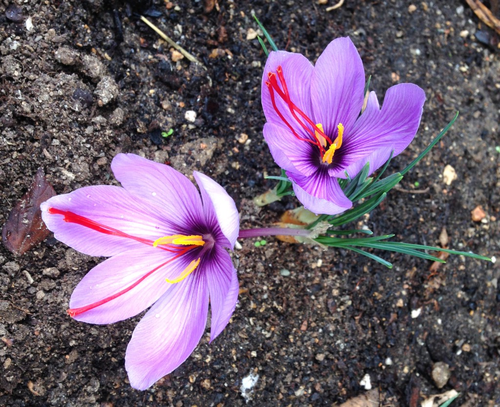 Crocus Sativus - Fleur de safran