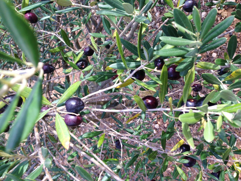 récolte des olives