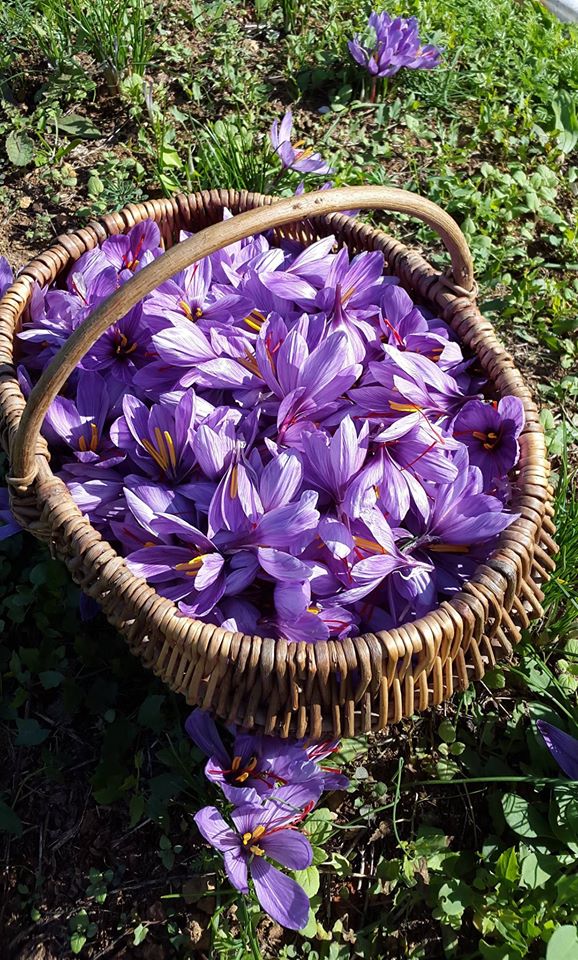 panier de crocus -www.safranducativel.fr