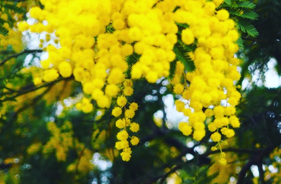 mimosa - Provence