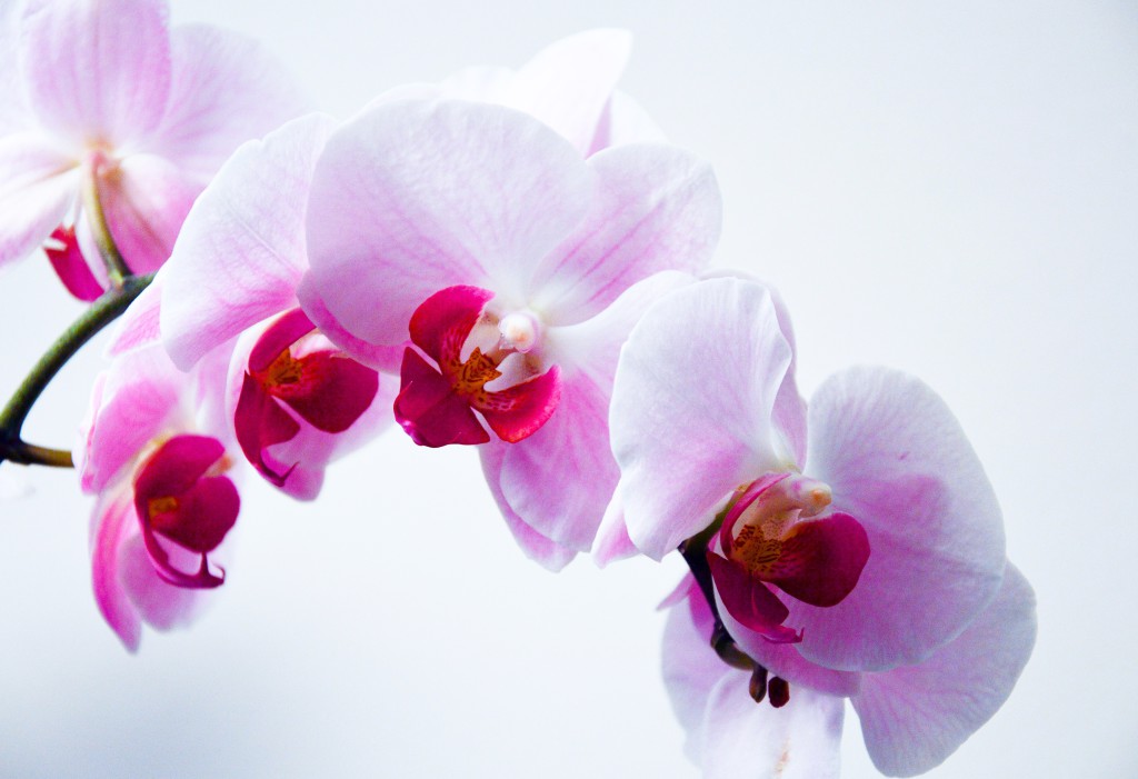 L’orchidée, la star des fleurs !