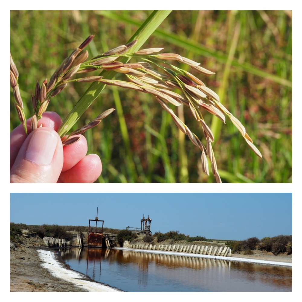 La Camargue entre grain de sel et grain de riz !