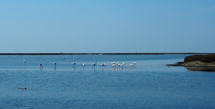 Flamants roses - Les Salins de Giraud - Parc Naturel Régional de Camargue