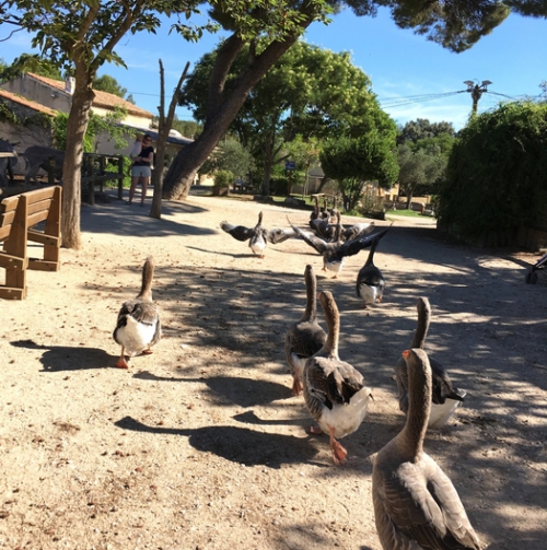 Ferme pédagogique - Parc de Figuerolles - Martigues