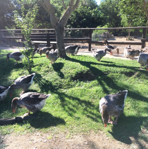 Ferme pédagogique - Parc de Figuerolles - Martigues