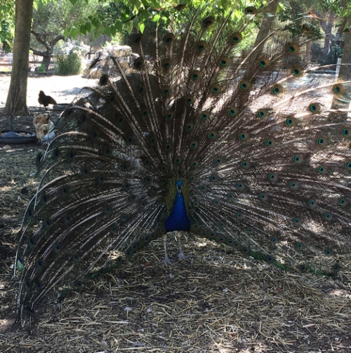 Ferme pédagogique - Paon - Parc de Figuerolles - Martigues