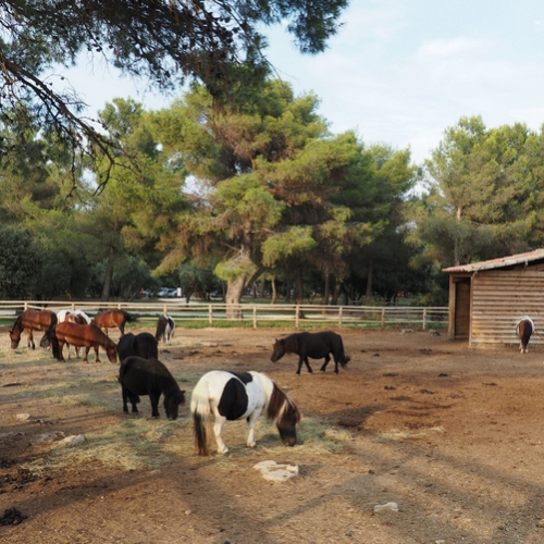 Poney club - Parc de Figuerolles - Martigues