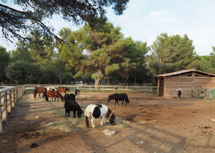 Animaux du parc de Figuerolles