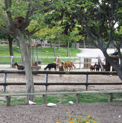 Ferme pédagogique - Parc de Figuerolles - Martigues