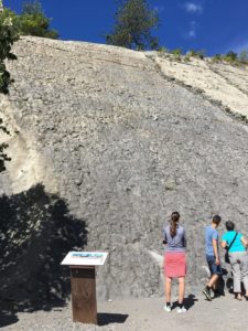 La dalle aux ammonites - Digne les Bains