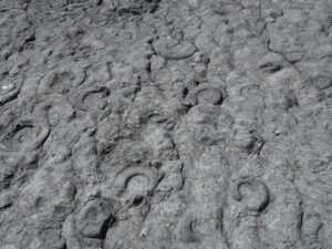 La dalle aux ammonites - Digne les Bains