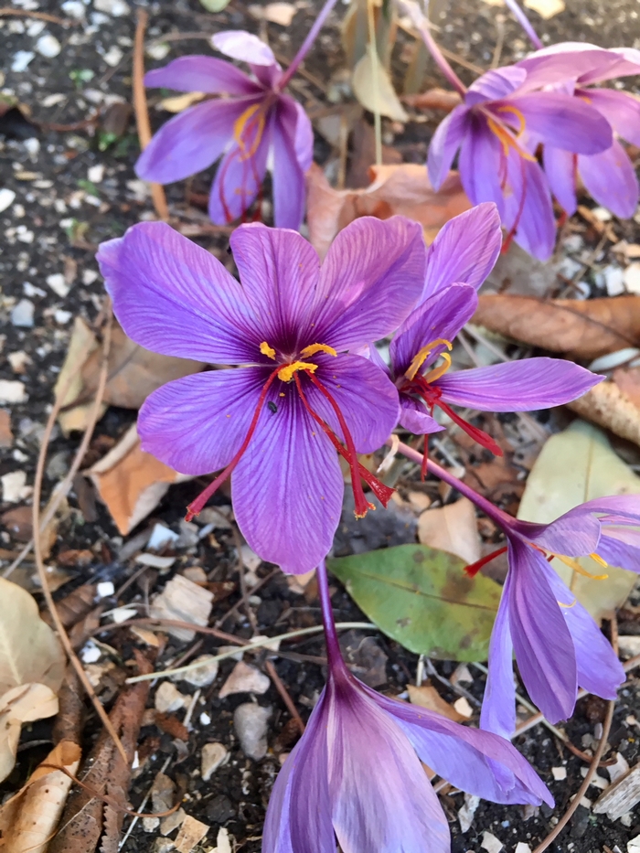 De la fleur au safran de Provence – Visites et ateliers du Safran du Cativel