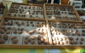 Les croqueurs de pommes de Provence aux Journées d'Albertas