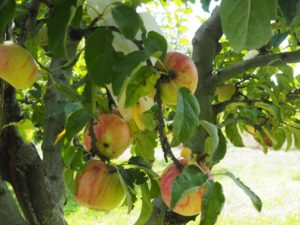 Les Croqueurs de pommes de Provence