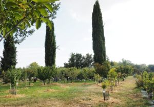 Les Croqueurs de pommes de Provence