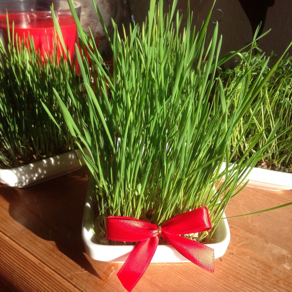 Ble De La Sainte Barbe Et Autres Traditions De Noel En Provence