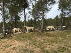 Fête du cheval Calas - bénédiction des chevaux