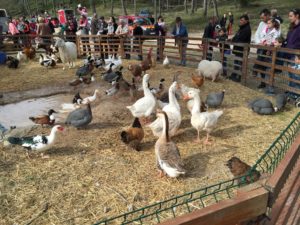 Fête du cheval Calas - bénédiction des chevaux