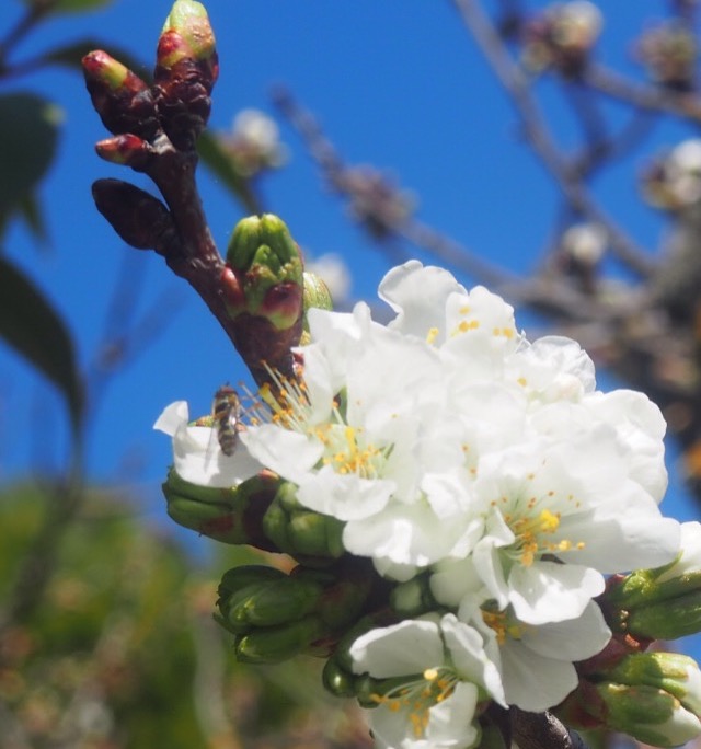 cerisier en fleur