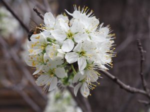 arbre en fleur