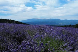 Route de la lavande - Le Ventoux