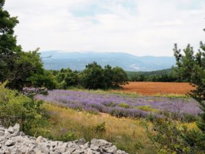 Route de la lavande - Le Ventoux