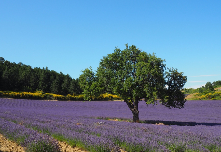 Lavande en Pays de Sault