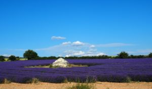 Routes de la lavande et Borie Pays de Sault