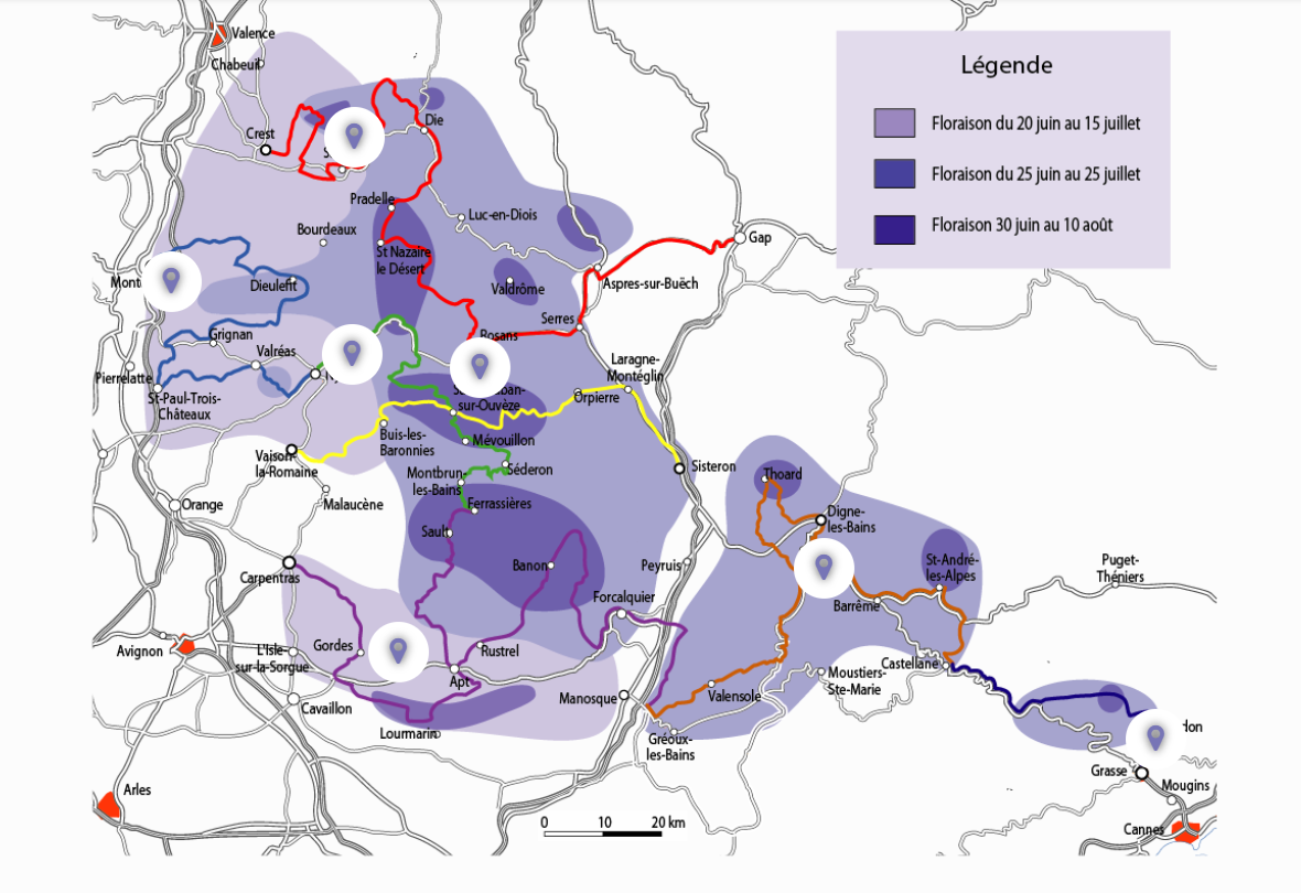 Les routes de la lavande - périodes de floraison