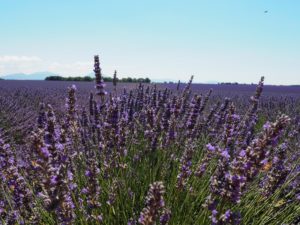 Lavande - Plateau de Valensole