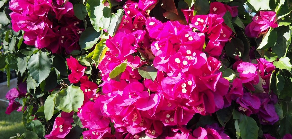 Journées des plantes d'Albertas 2019 Bougainvillier - Provence