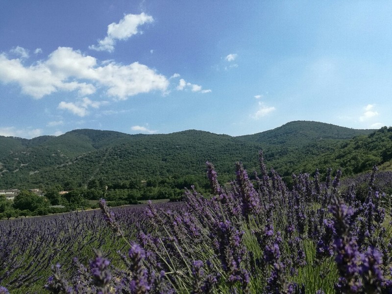 Sur la route de la lavande Luberon