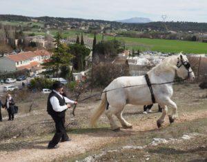 Fete du Cheval Calas Cabries Benediction procession Cheval de trait