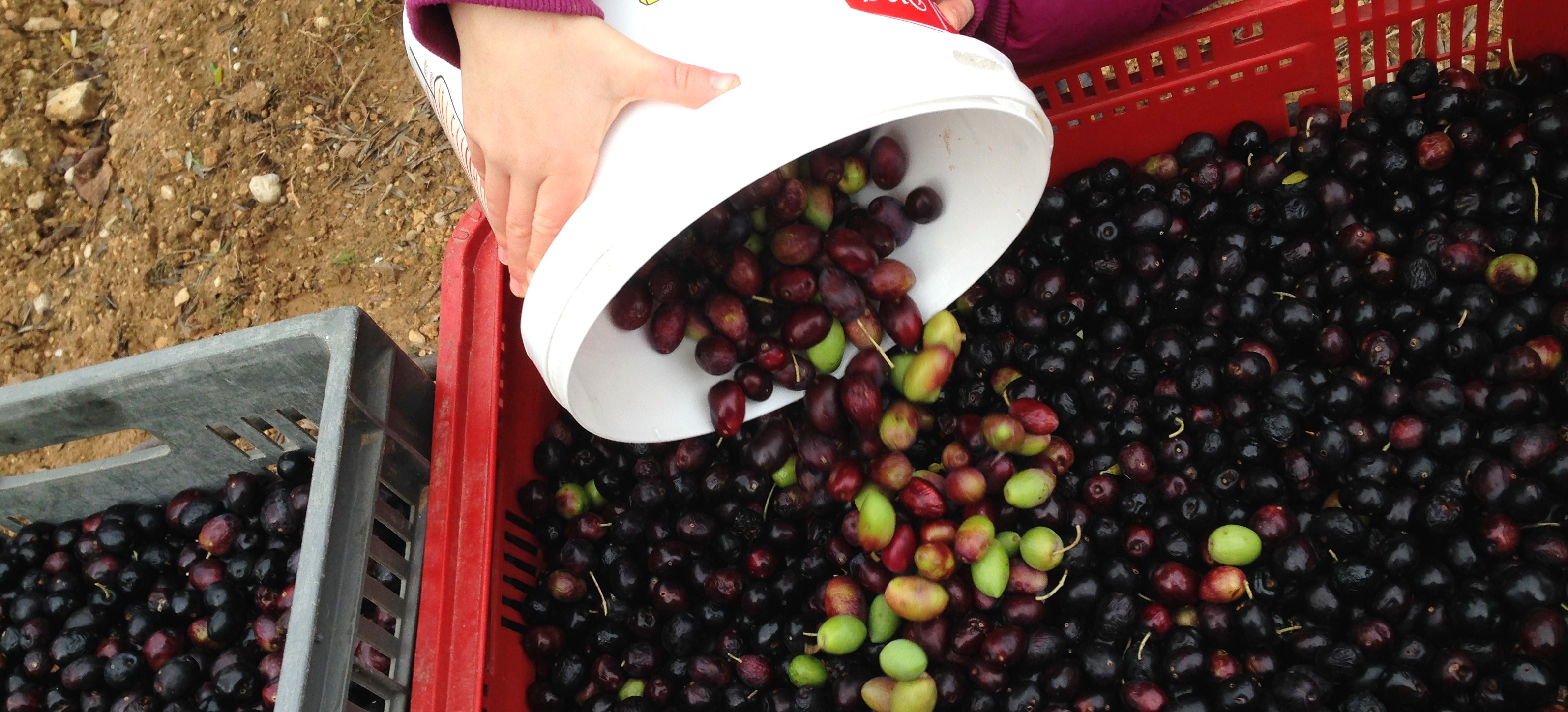 cueillette des olives