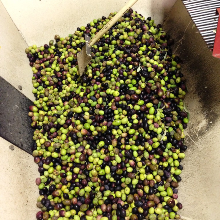 récolte des olives