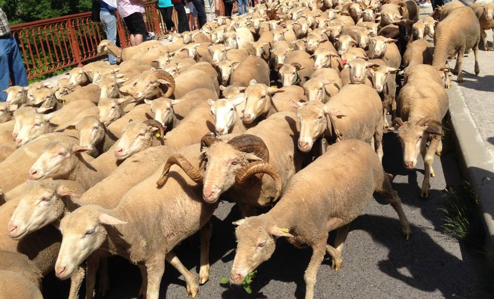 🐑 La fête de la transhumance à Aix en Provence 🐑