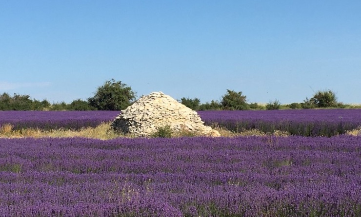 Les routes de la lavande en Provence vers le chemin du bonheur 💜